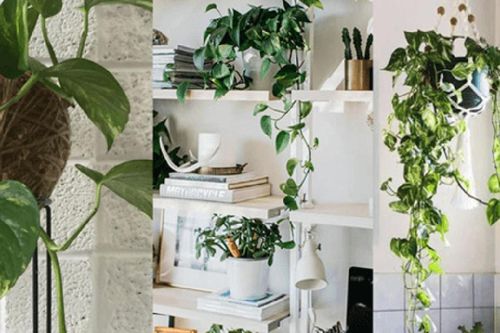 Loại cây trồng trong phòng ngủ giúp an thần, lọc không khí