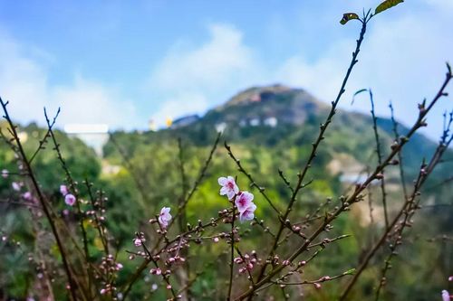 Mùa đào rừng nở rộ, Ô Quy Hồ đẹp như tranh xuân Tây Bắc
