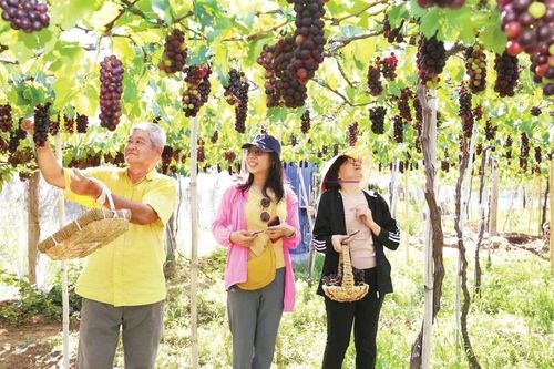Giàn nho xanh trên vùng đất khô cằn