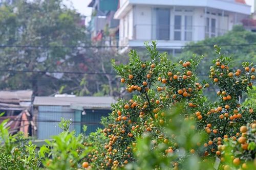 Hà Nội: Người trồng đào thấp thỏm chờ thời tiết, quất trúng mùa
