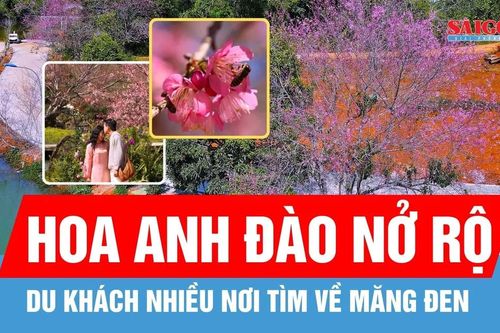 Sắc hoa anh đào 'nhuộm hồng' Măng Đen