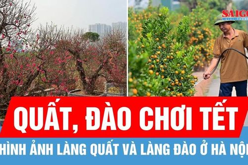 Hình ảnh làng quất Tứ Liên và các làng đào ở Hà Nội dịp cận tết