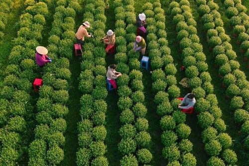 Về Tây Ninh ngắm làng hoa An Cơ vào vụ Tết