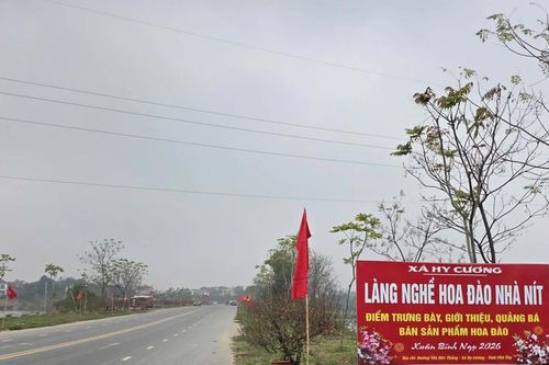 Khám phá làng đào Nhà Nít Phú Thọ mùa Tết sôi động