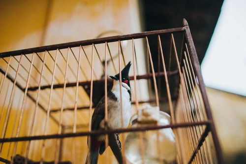 Giới bảo tồn kêu gọi ngừng nuôi chim cảnh