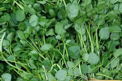 Loại rau nhiều người Việt 'né' nhưng Mỹ xếp 'ngôi sao dinh dưỡng'