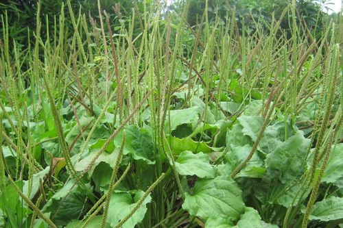 Loại cây mọc đầy ven đường được ví như 'khắc tinh' sỏi thận