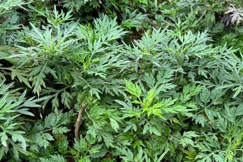 3 loại rau mọc dại ăn lẩu giảm căng thẳng, lo âu