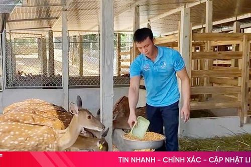 Hươu sao mở lối khởi nghiệp cho thanh niên Sơn Giang