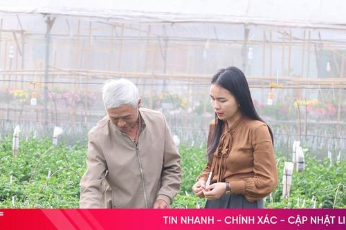 Ngắm vườn cúc vạn thọ 'bén duyên' trên đất Cẩm Bình