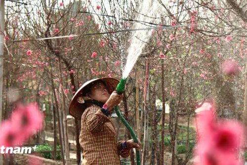 Các vườn đào Hà Nội bước vào cao điểm phục vụ Tết Nguyên đán