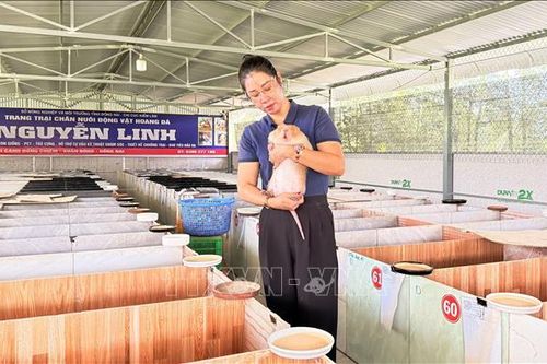 Nuôi dúi má đào, nông dân thu tiền tỷ mỗi năm