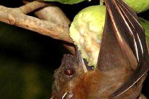 Chuyên gia cảnh báo: Dấu hiệu nhận biết trái cây từng bị động vật cắn, tránh nguy cơ virus Nipah