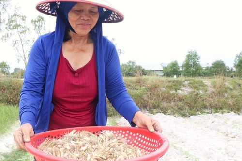 Rộn ràng mùa kiệu Tết trên vùng cát ở Đà Nẵng