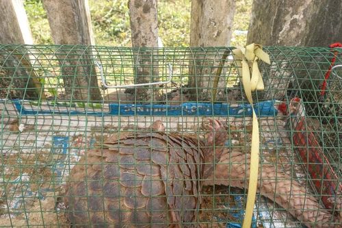 Công an xã Thăng Điền tiếp nhận một cá thể tê tê quý hiếm