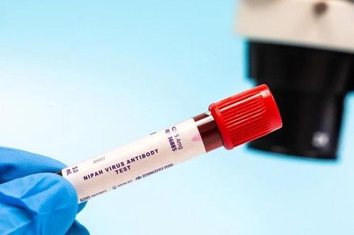 WHO: Nguy cơ lây lan virus Nipah từ Ấn Độ ở mức thấp