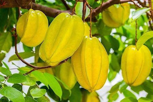 Nhiều lợi ích cho sức khỏe từ quả khế