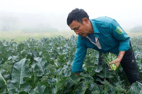 Hối hả thu hoạch cây vụ đông