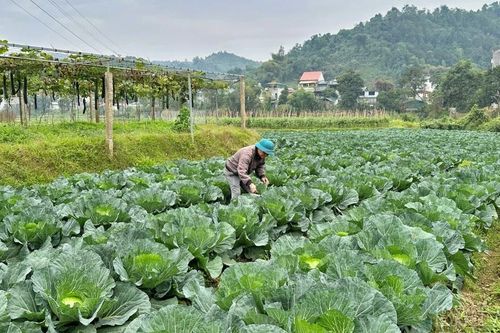 Nông dân Làng Quang nỗ lực vượt khó sau mưa lũ