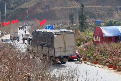 Nhộn nhịp 'sàn giao dịch' cành đào Sa Pa