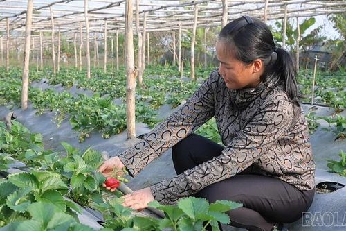Nông dân Văn Chấn chủ động chuyển đổi cây trồng, nâng cao giá trị sản xuất