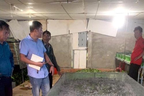 Triển vọng chuỗi liên kết tằm - tre