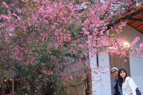Ðà Lạt mùa xuân - sắc hồng vẫy gọi