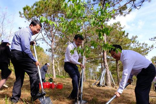 Phường Lâm Viên - Đà Lạt hưởng ứng Lễ hội Mai anh đào Đà Lạt năm 2026