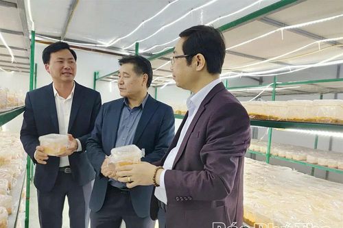 Đánh giá hiệu quả mô hình sản xuất nấm Đông trùng hạ thảo gắn với chuỗi liên kết tiêu thụ