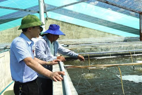 Nuôi tôm trong bể nổi xi măng, giải pháp nuôi trồng bền vững