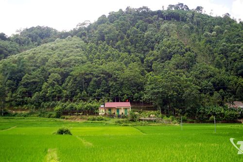 Nghĩa Tá phát huy hiệu quả kinh tế rừng