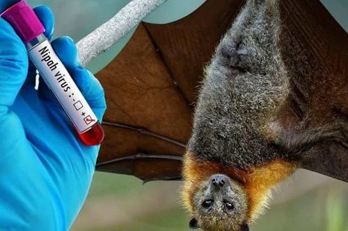 WHO nhận định nguy cơ virus Nipah lây lan là rất thấp