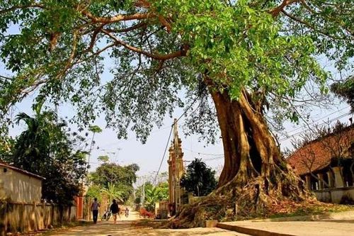 Gốc đa ký ức