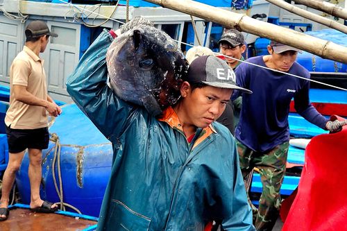 Cá ngừ đại dương trúng mùa, ngư dân Đắk Lắk thu lãi trước Tết