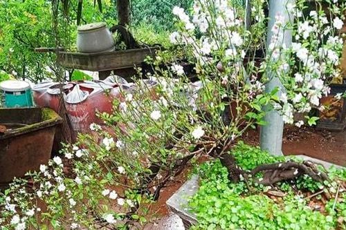 Tinh khôi mai trắng Suối Hai