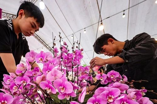 Thợ vùng cao 'đổ bộ' Hà Nội cắm lan hồ điệp xuyên Tết: Thu nhập tiền triệu mỗi ngày