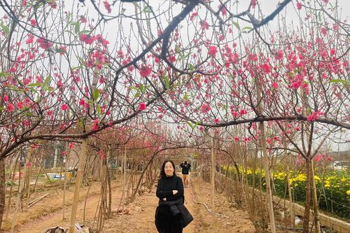 Nghề trồng đào Nhật Tân, di sản văn hóa sống giữa lòng Hà Nội