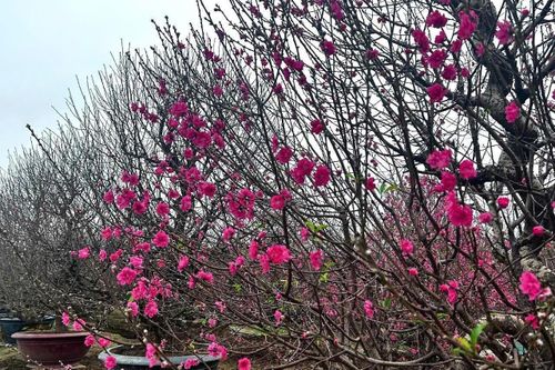 Làng đào Nhật Tân rộn ràng vào vụ Tết, kỳ vọng mùa bội thu