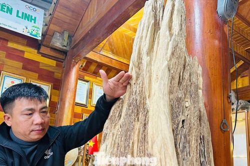 Khối gỗ trầm hương cổ thụ quý hiếm được trả giá nửa tỷ đồng ở Hà Tĩnh