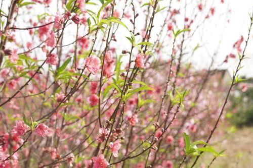 Làng hoa Lý Trạch lao đao