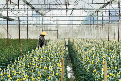 Làng trồng hoa lớn nhất Hà Tĩnh chạy nước rút ngày cận Tết