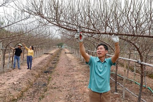 Đào huyền lên ngôi, nhiều hộ dân Bắc Ninh đổi đời mỗi dịp Tết