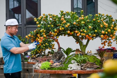 Quất tiểu cảnh gần 20 triệu/chậu ngày giáp Tết, nhà vườn Ninh Bình làm không kịp bán