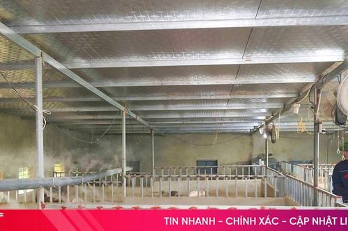 Chăn nuôi an toàn sinh học - lớp phòng vệ trước 'bão' dịch tả lợn châu Phi