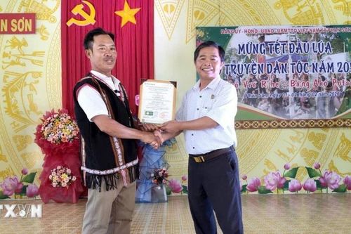 Lâm Đồng: Lúa Mẹ ở vùng cao Phan Sơn đạt chứng nhận hữu cơ