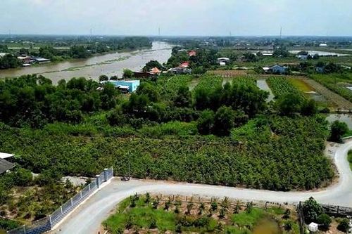 Hành trình 'nở hoa' của thủ phủ mai vàng Tây Ninh