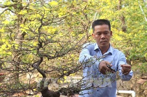 Cách chăm sóc mai vàng ngày Tết để hoa bền lâu, giữ trọn tài lộc