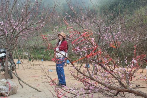 Giữ sắc xuân trên những cành đào Sa Pa