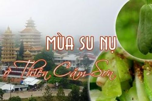 Mùa su nụ ở Thiên Cấm Sơn