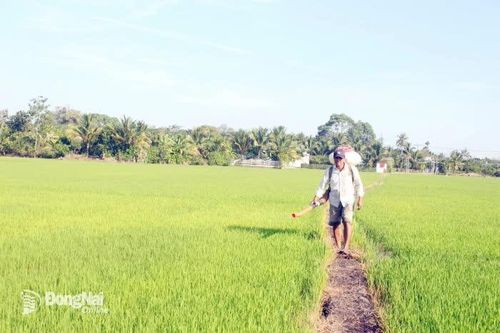 Những cánh đồng lúa thẳng cánh cò bay